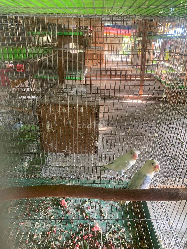 Chim lovebirds Trắng tím Cả hai. Mua bán Chim tại Huyện Bình Chánh Tp Hồ Chí Minh được đăng bởi Hiếu Nguyễn  hình 1