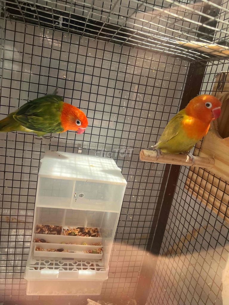 Vẹt Lovebird ss. Mua bán Chim tại Quận Bình Tân Tp Hồ Chí Minh được đăng bởi Nguyễn Xuân đạt  hình 1