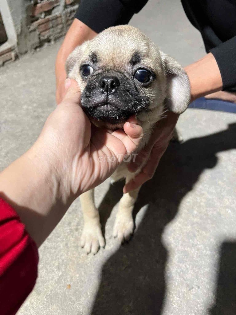 Chó Pug nâu vàng 3-5 tháng. Mua bán Chó tại Thị xã Từ Sơn Bắc Ninh được đăng bởi gia huy hình 1