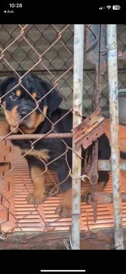Chó Rottweiler Đen vàng đã tiêm 2 mũi