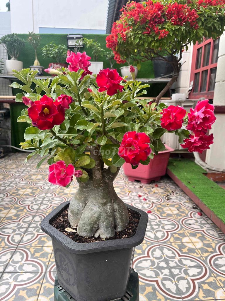 Sứ Thái Vân Ngọc. Mua bán Cây cảnh, đồ trang trí tại Quận Bình Tân Tp Hồ Chí Minh được đăng bởi Khanh hình 1