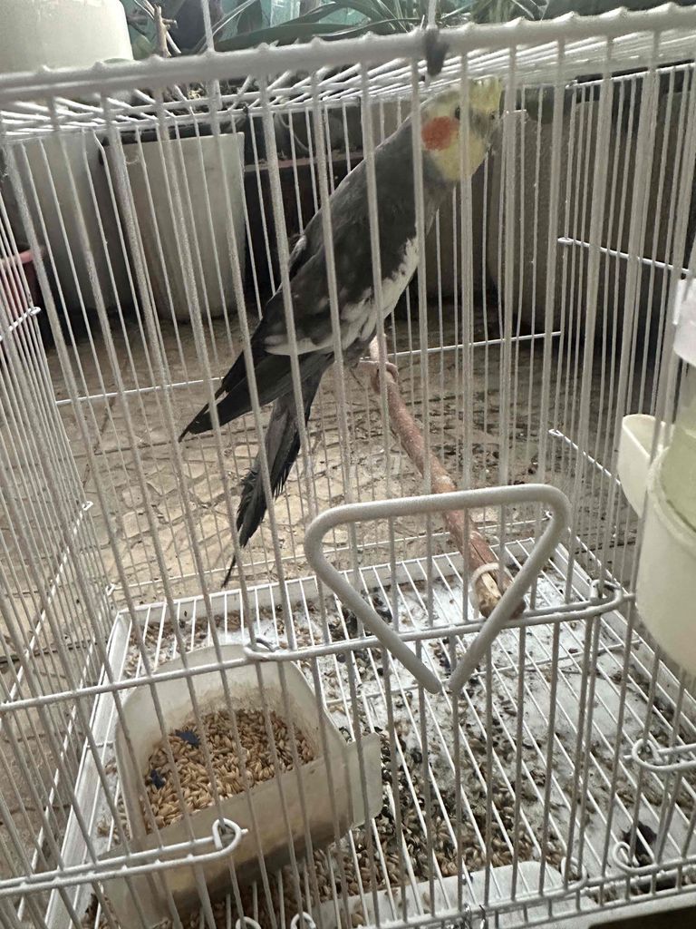 Vẹt Cockatiel trống hơn 1 năm. Mua bán Chim tại Quận 11 Tp Hồ Chí Minh được đăng bởi Hoàng hình 1