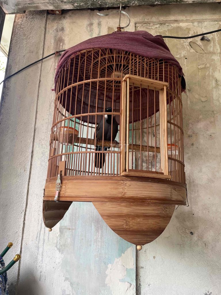 Chim cảnh màu Đen Đà Nẵng. Mua bán Chim tại Quận Hải Châu Đà Nẵng được đăng bởi LÊ PHƯỚC THIỆN hình 1