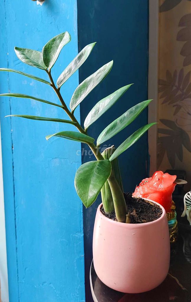 Chậu cây cảnh tài lộc phong thủy . Mua bán Cây cảnh, đồ trang trí tại Quận 8 Tp Hồ Chí Minh được đăng bởi Tùng Nguyên  hình 1