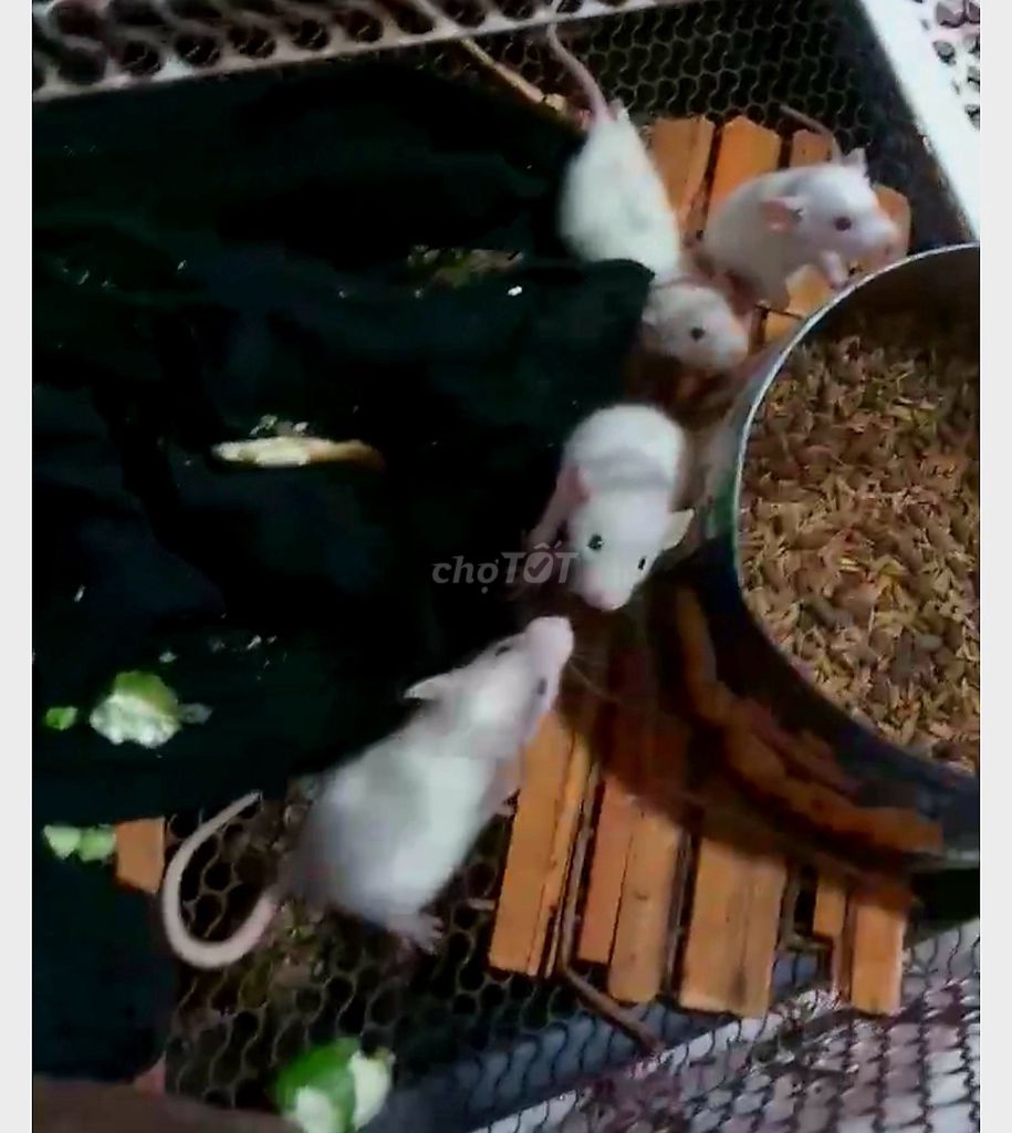 Bé chuột dumbo rat baby