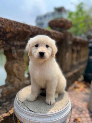 Chó Golden Retriever vàng kem 2 tháng đã tiêm