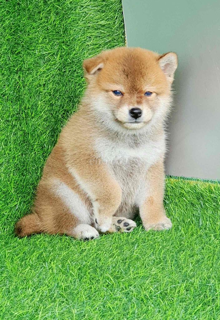 Chó Shiba đực. Mua bán Chó tại Huyện Thanh Trì Hà Nội được đăng bởi Lee Nguyễn hình 1