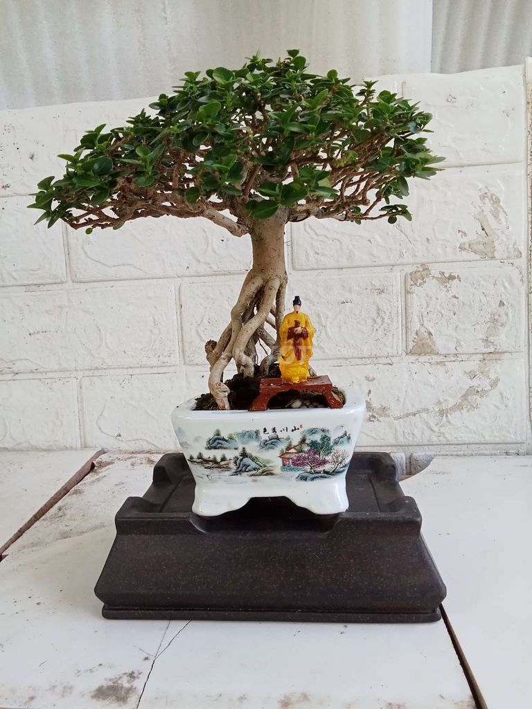 Bonsai mini thanh lý hết 7 em SH