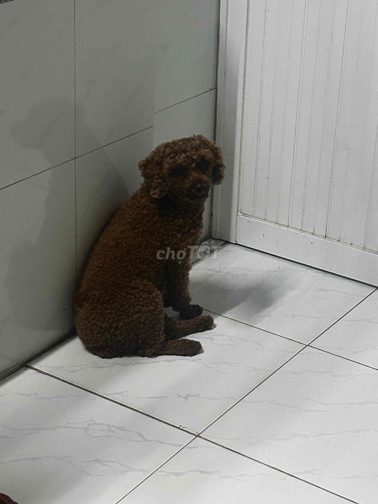Chó Poodle Cái Nâu Đã tiêm phòng. Mua bán Chó tại Quận Bình Thạnh Tp Hồ Chí Minh được đăng bởi chi chi hình 1