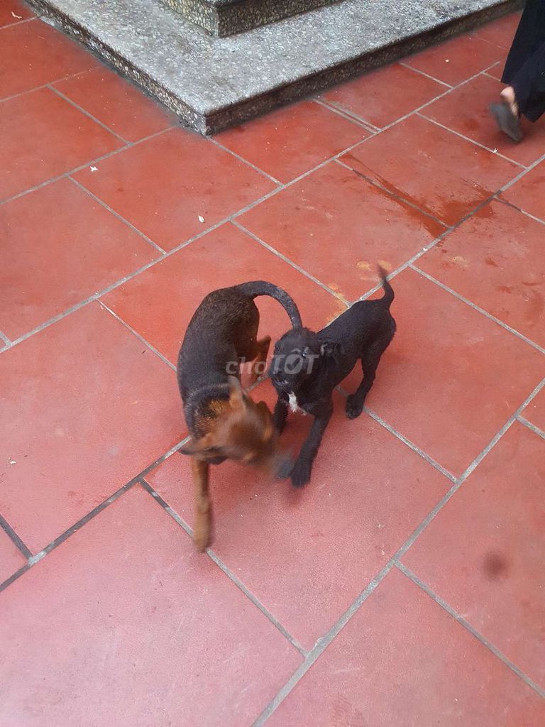 Cho tặng. Mua bán Chó tại Huyện Tiên Du Bắc Ninh được đăng bởi kensr hình 2