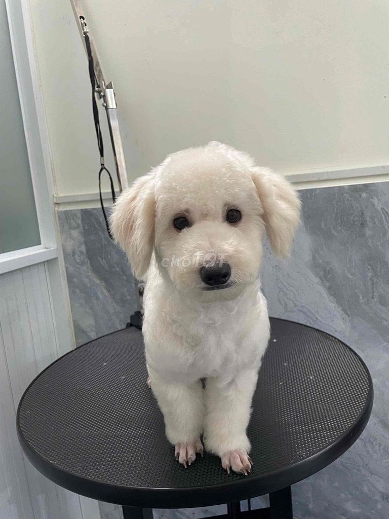 Bán 2 bé chó. Mua bán Chó tại Quận Gò Vấp Tp Hồ Chí Minh được đăng bởi Brain hình 1