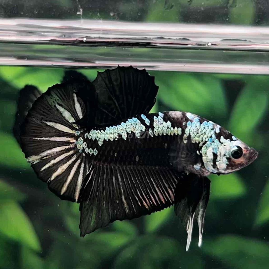 Cá Betta Samurai Đen Form Gắc. Mua bán Thú cưng khác tại Huyện Hóc Môn Tp Hồ Chí Minh được đăng bởi Cậu Ba Betta  hình 4