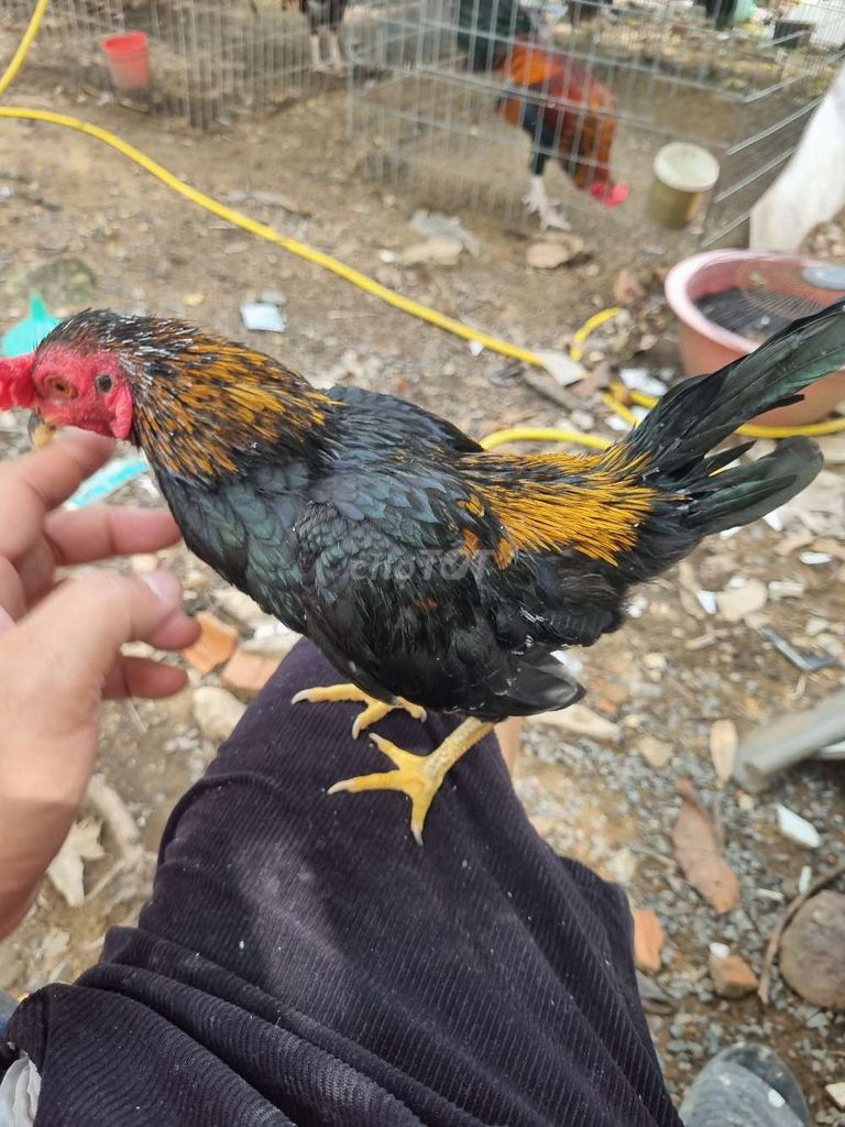 Gà ác giống nhỏ trống 5 lạng đen vàng. Mua bán Gà tại Huyện Nhà Bè Tp Hồ Chí Minh được đăng bởi Cong Thanh hình 1