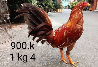 Khét 1 kg 4 cuban gà zin ae nhé. Mua bán Gà tại Quận Gò Vấp Tp Hồ Chí Minh được đăng bởi nam gà tre 