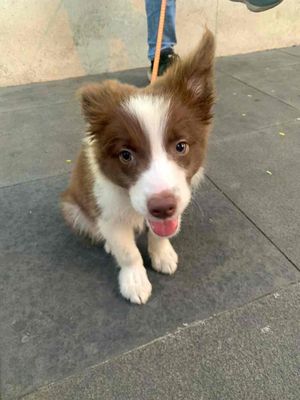 Chó Boder Collie - Tricolor - 3 tháng tuổi - 5kg