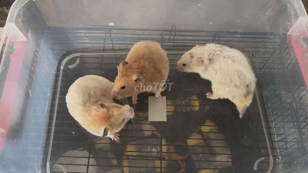 Chuột Hamster tạng to . Mua bán Thú cưng khác tại Huyện Giồng Trôm Bến Tre được đăng bởi Huỳnh Trung Hậu hình 1