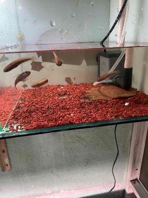 cá lóc vẩy rồng đỏ ret barito u4.5. Mua bán Thú cưng khác tại Quận Bình Tân Tp Hồ Chí Minh được đăng bởi Hoàng Vũ