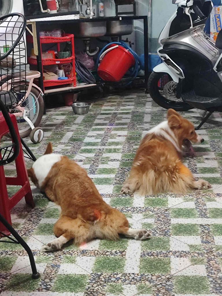 Chó Corgi cái đực 17 tháng. Mua bán Chó tại Quận Liên Chiểu Đà Nẵng được đăng bởi Tên chưa cung cấp hình 1