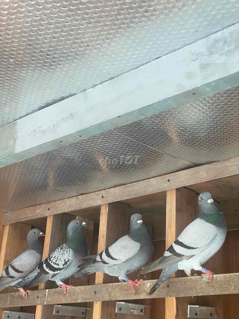 Chim Bồ Câu Thái Đua Xám. Mua bán Chim tại Huyện Đức Hòa Long An được đăng bởi Nguyễn Kiên hình 1