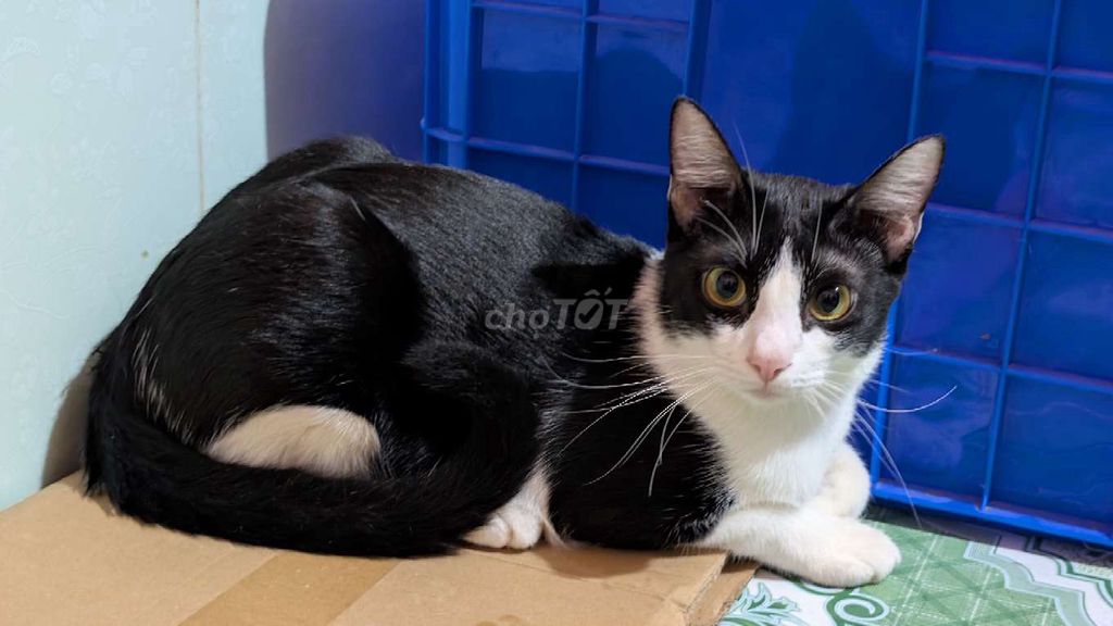 Mèo Đen trắng. Mua bán Mèo tại Thành phố Phan Thiết Bình Thuận được đăng bởi Lâm Đoàn hình 1