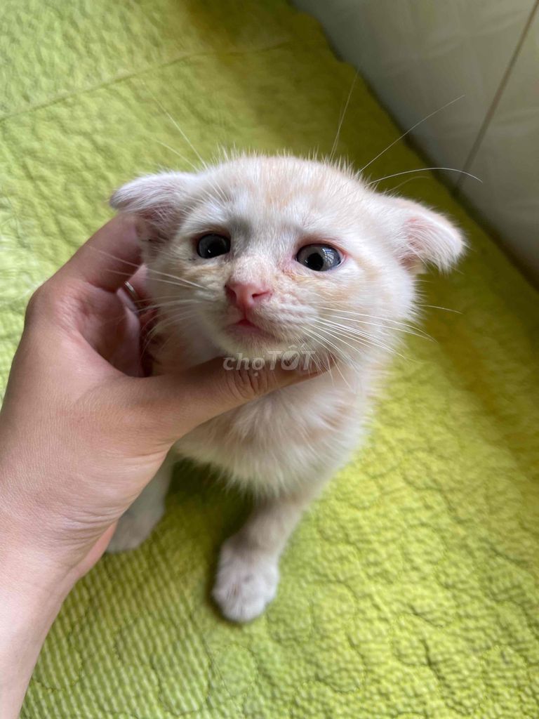 MÈO CON LAI ANH LÔNG DÀI 🐈