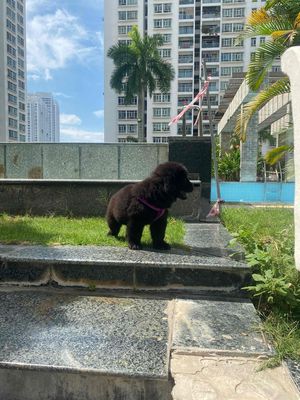 chow chow mini. Mua bán Chó tại Quận 3 Tp Hồ Chí Minh được đăng bởi Nghĩa Phạm tattoo