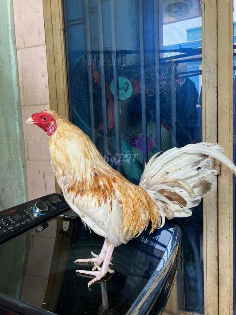 Bướm Cuban Mỹ 1.25kg chơi liền ăn độ rồi. Mua bán Gà tại Quận 6 Tp Hồ Chí Minh được đăng bởi Ha Thanh Danh hình 1
