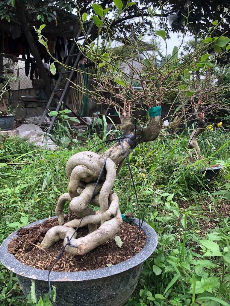 Hoa giấy bonsai nhiều màu gốc đẹp. Mua bán Cây cảnh, đồ trang trí tại Huyện Đô Lương Nghệ An được đăng bởi bảo ngọc hình 1