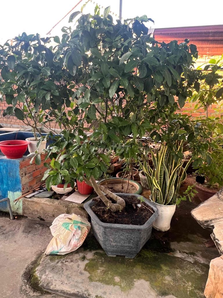 Cây cảnh Dành dành dáng Long phụng. Mua bán Cây cảnh, đồ trang trí tại Thành phố Nha Trang Khánh Hòa được đăng bởi Vi hình 1
