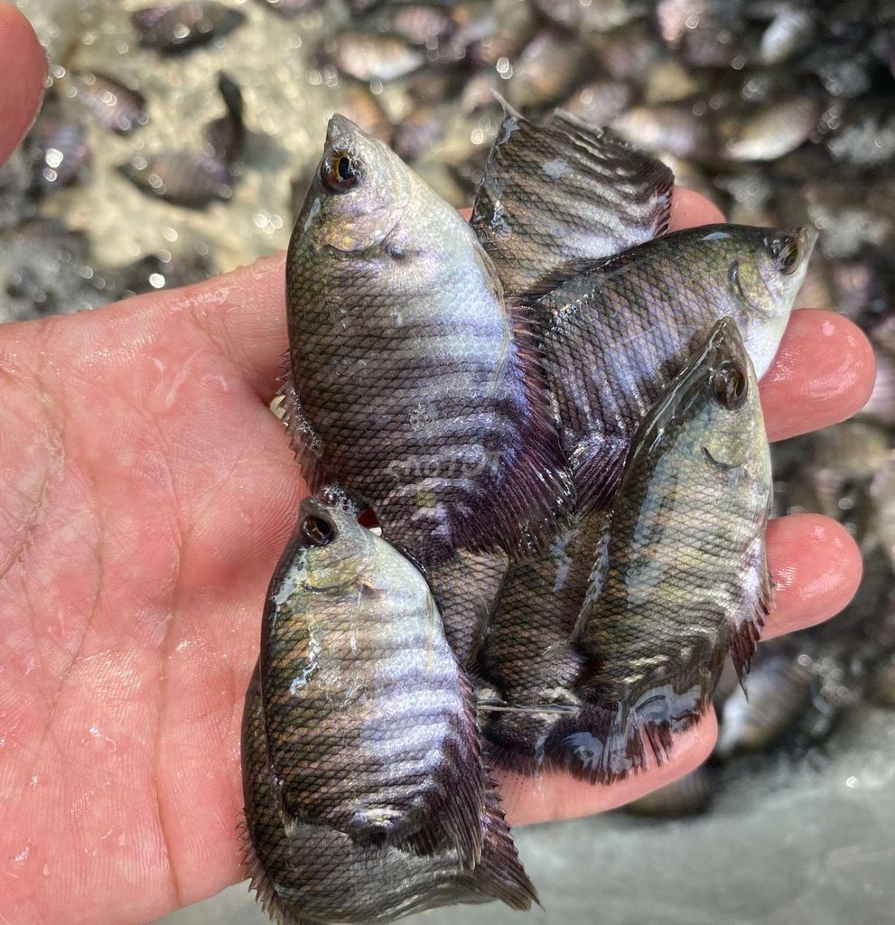 Cá Tai Tượng giống .. Mua bán Thú cưng khác tại Quận Bình Thạnh Tp Hồ Chí Minh được đăng bởi Anhlinh sai gon hình 1