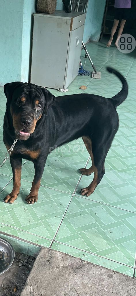 Chó Rottweiler Đen vàng. Mua bán Chó tại Huyện Cai Lậy Tiền Giang được đăng bởi Nguyễn Văn Tiến hình 1