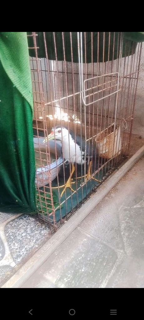 1 cặp Quốc Mồi + 2 cái Lục+ 1 máy gát quốc. Mua bán Thú cưng khác tại Huyện Cái Bè Tiền Giang được đăng bởi Sầu hình 1