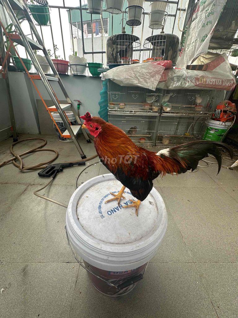 Gà tre Đực màu Nâu đỏ. Mua bán Gà tại Quận Nam Từ Liêm Hà Nội được đăng bởi Trung hình 1