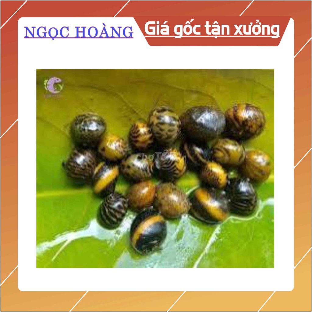 THANH LÝ 20 ỐC NERITA VÂN ĐẸP