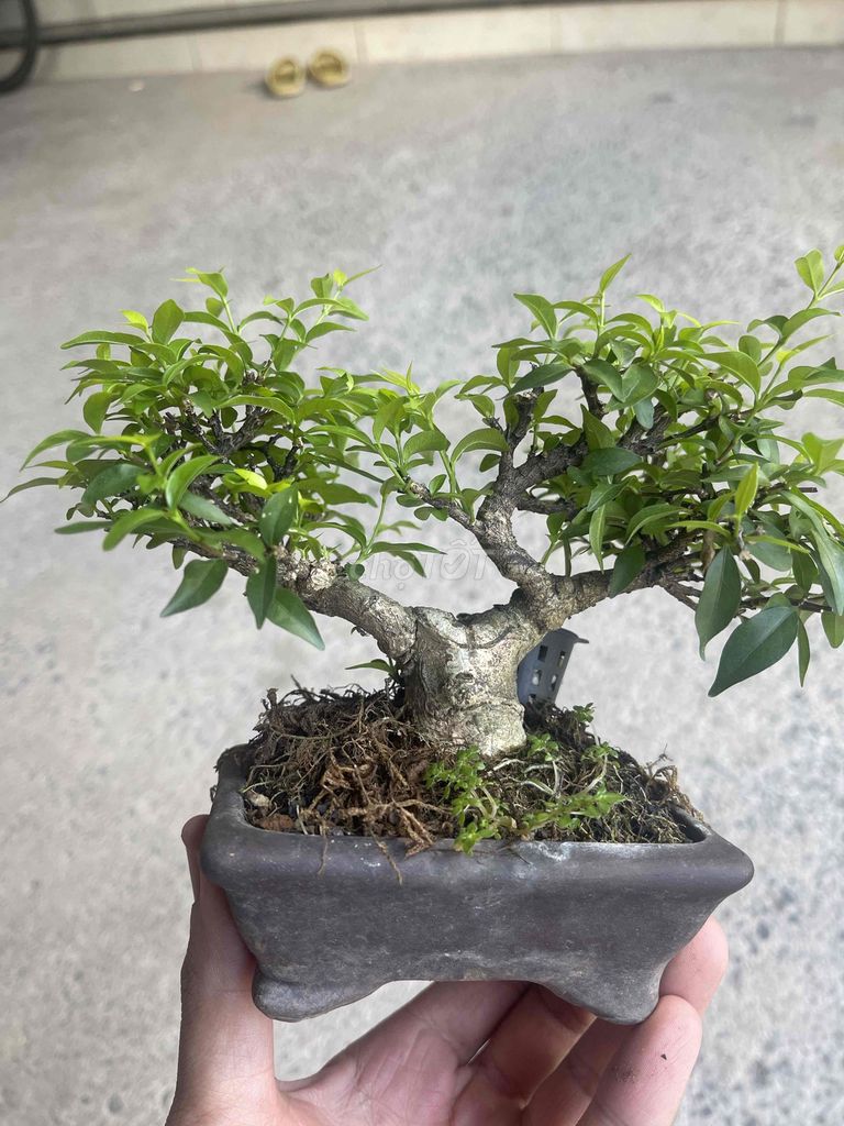 Mai chiếu thủy bonsai Mini. Mua bán Cây cảnh, đồ trang trí tại Thành phố Biên Hòa Đồng Nai được đăng bởi Dinh hình 1
