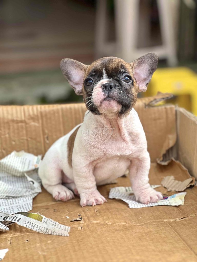 french bull dog (bull pháp) có giấy tờ