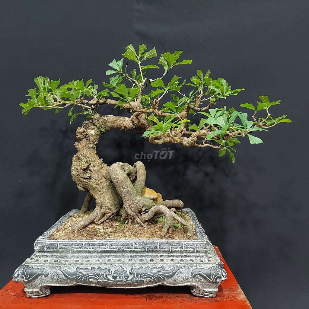 Cây cảnh Bonsai Lộc vừng. Mua bán Cây cảnh, đồ trang trí tại Quận Hải Châu Đà Nẵng được đăng bởi Trần Xuân Dương hình 1