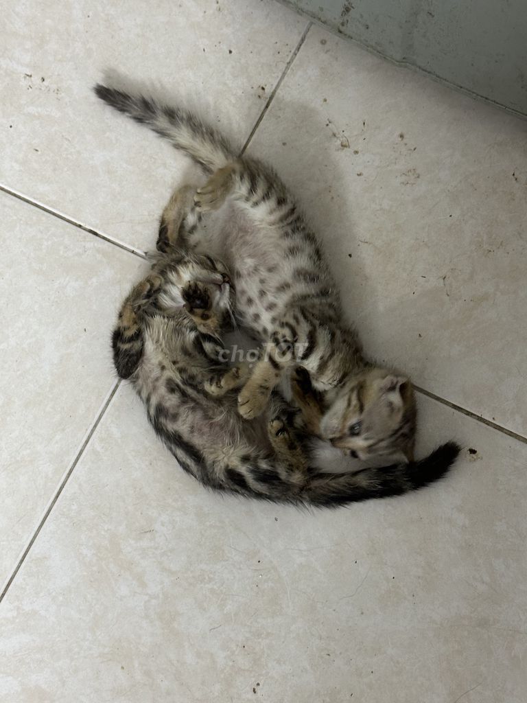 Mèo Anh lông ngắn Tabby con. Mua bán Mèo tại Quận Hoàng Mai Hà Nội được đăng bởi Hà Minh Tuấn hình 1