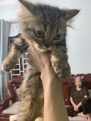 mèo anh lông dài chân lùn 3 tháng tuổi 1,4kg