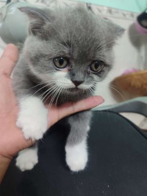 Biết đi vệ sinh cát
