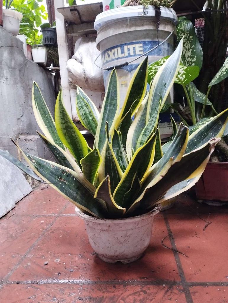 Cây lưỡi hổ 40cm 6-7 cây trưởng thành khoẻ. Mua bán Cây cảnh, đồ trang trí tại undefined undefined được đăng bởi La hình 1