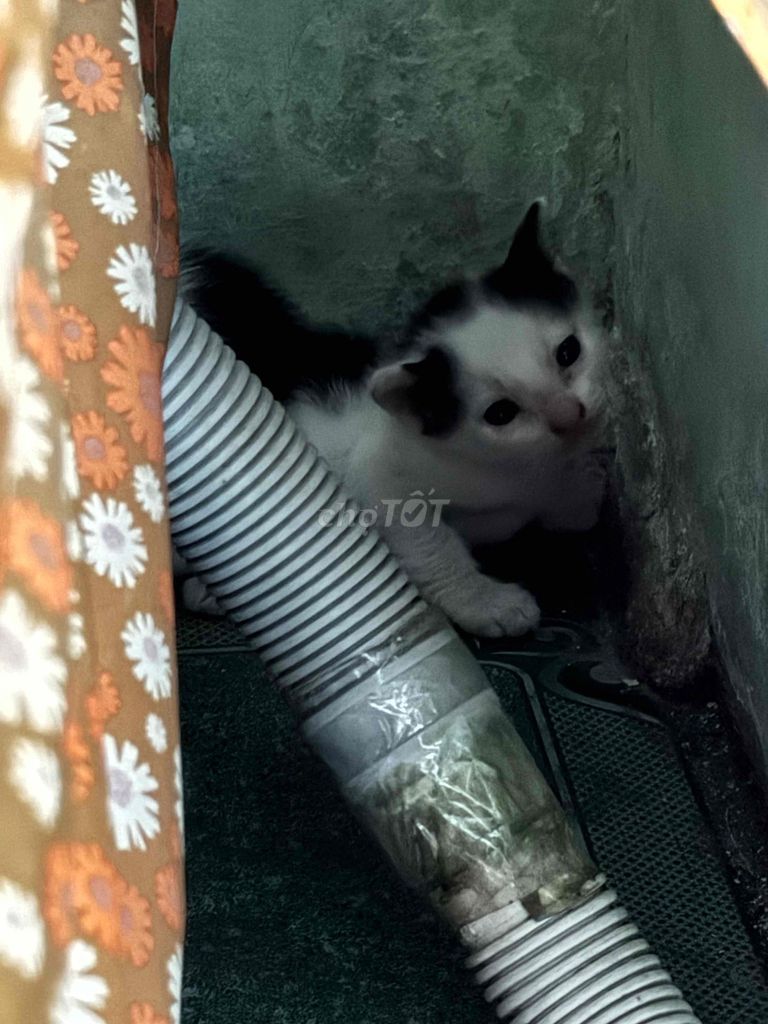 Mèo con Đen trắng 1 tháng tuổi. Mua bán Mèo tại Quận 8 Tp Hồ Chí Minh được đăng bởi phuong uyen hình 1