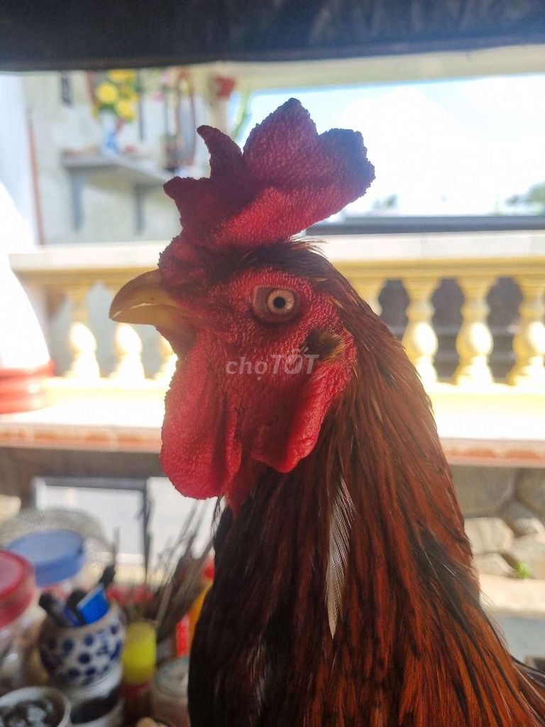 Que Thái Mỹ 4ký mồng vua. Mua bán Gà tại Thành phố Tân An Long An được đăng bởi Nguyễn Khánh  hình 1