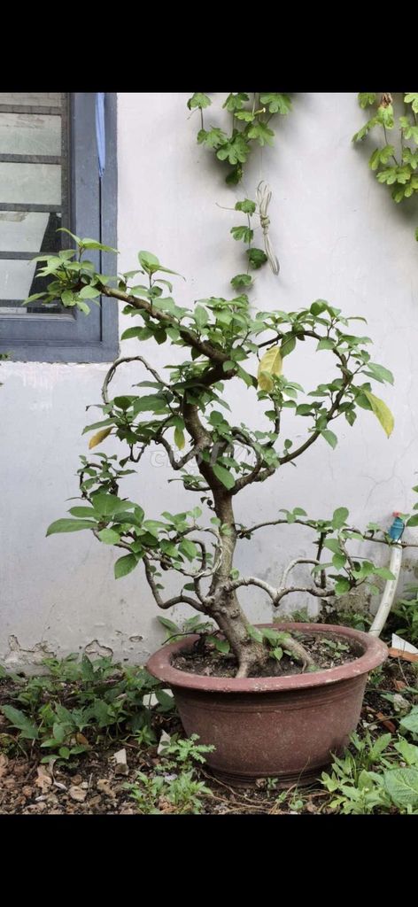 Cây sung dáng đẹp. Mua bán Cây cảnh, đồ trang trí tại Quận Bình Tân Tp Hồ Chí Minh được đăng bởi Kim Bắc hình 1