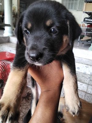 Chó becgie lai.. giá rẻ. Mua bán Chó tại Huyện Mang Thít Vĩnh Long được đăng bởi Hoàng khang Phạm