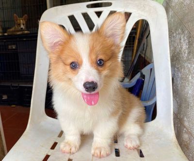 Bé corgi tìm nhà mới. Mua bán Chó tại Quận Đống Đa Hà Nội được đăng bởi Tùng lâm