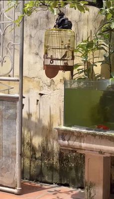 Com bo lồng Khuyên va chim líu pha chòe. Mua bán null tại Huyện Xuân Trường Nam Định được đăng bởi đặng bùi gia huy