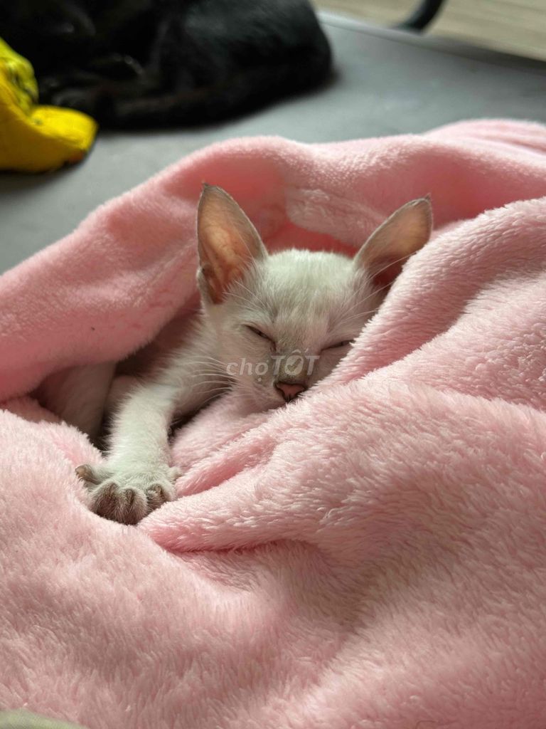 Mèo Xiêm lai Ta giảm bạch cầu nhẹ. Mua bán Mèo tại Thành phố Thủ Đức Tp Hồ Chí Minh được đăng bởi PhúNguyên hình 1