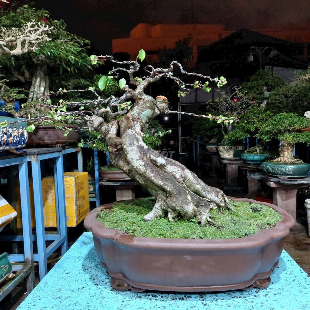 Cây khế bonsai cao 50cm