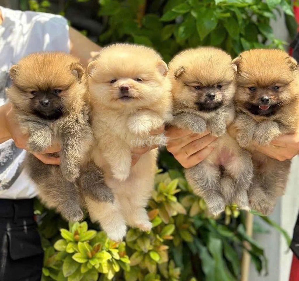 bán chó Phốc sóc pom petshop 130 đường 2/9 đà nẵng. Mua bán Chó tại Quận Hải Châu Đà Nẵng được đăng bởi Chó Cảnh Đà Nẵng 130 đường 2 9  hình 1